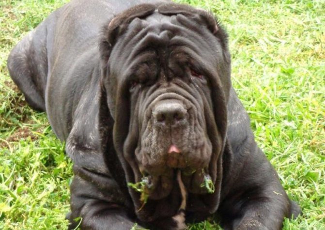 Самая тяжелая собака в мире