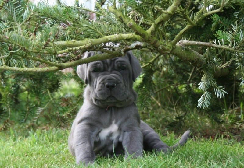 Самая тяжелая собака в мире