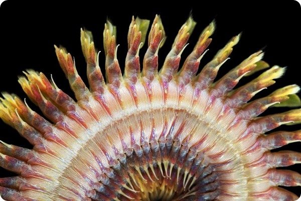 Нереис — морской червь с обличьем дракона