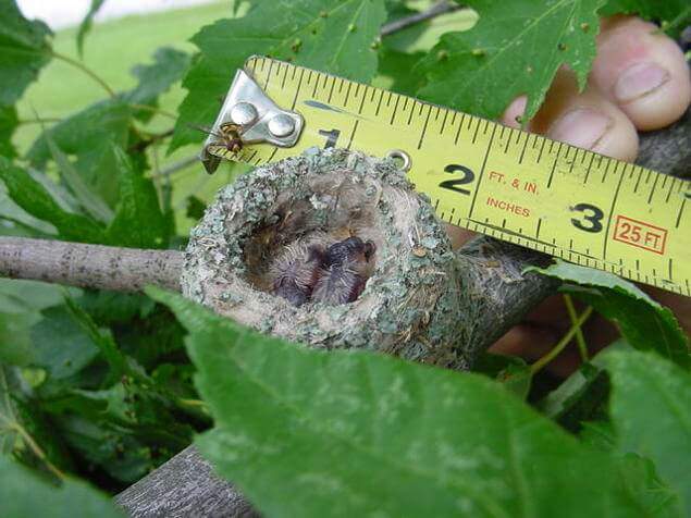 Птицы Краснодарского края: виды, описание