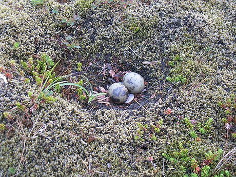 Незамысловатое гнездо полярных крачек среди тундровой растительности. Изображение с сайта content4.eol.org