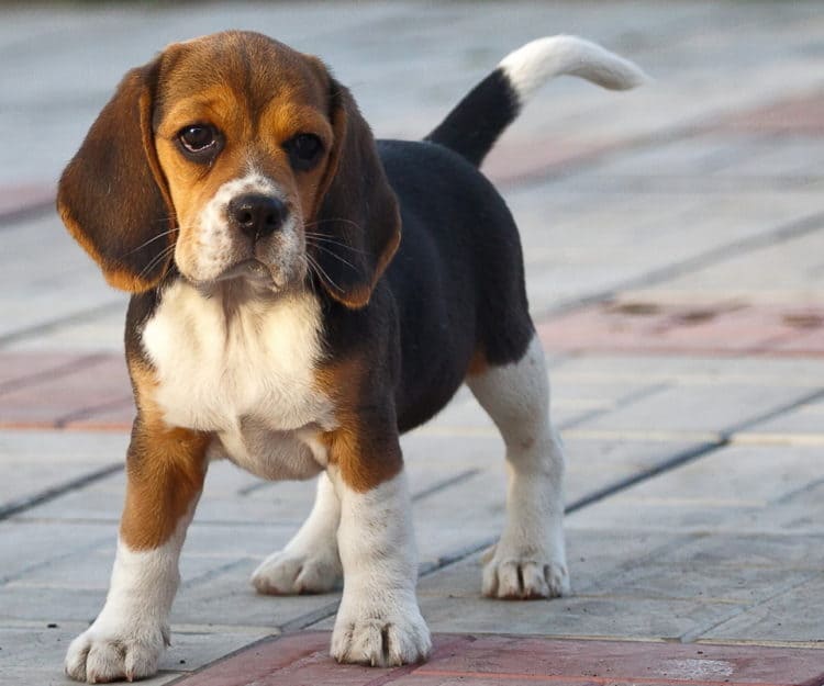 картинка щенка бигля