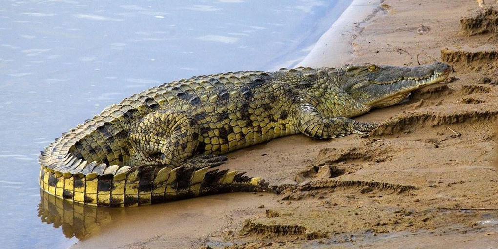 Нильский крокодил