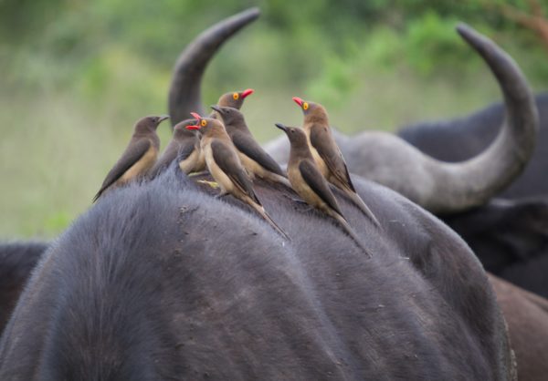 Ткачик птица