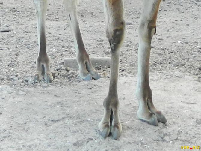 В какой стране встречается животное гуанако