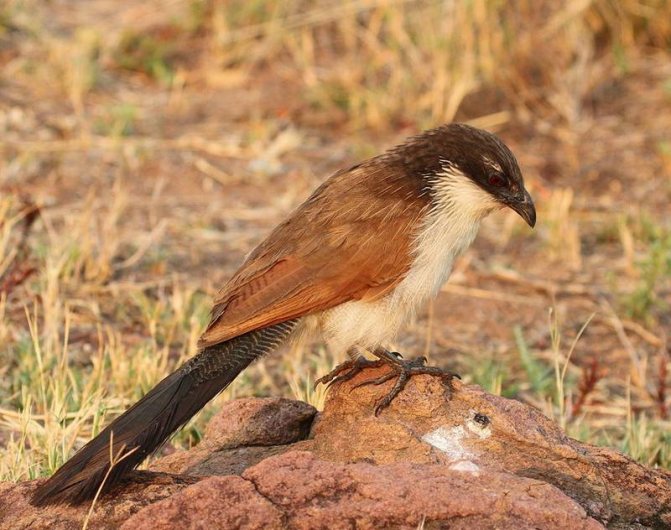 Птица Кукушка: описание, как выглядит, птенцы, приметы