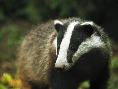 Норка барсука. Как найти нору барсука: способы