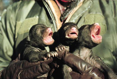 Черный медведь (барибал) из Америки - фото, что ест, где обитает