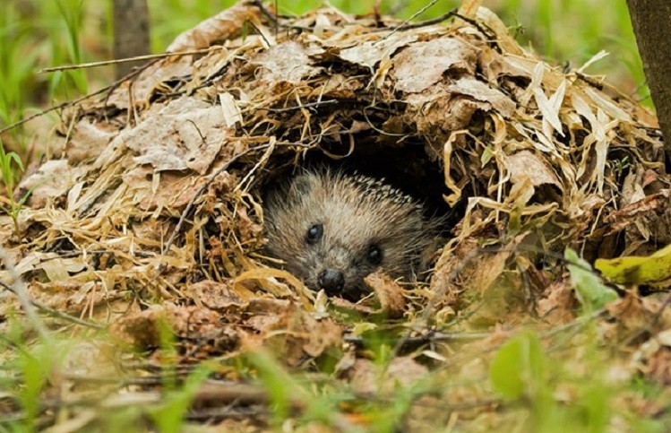 Еж в своей норе