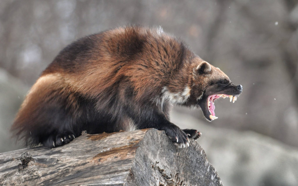 Буйный нрав росомахи