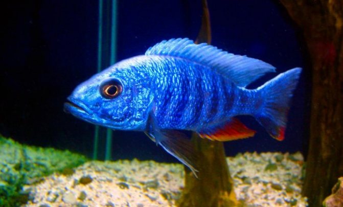 Аулонокара: содержание, совместимость, разведение, виды