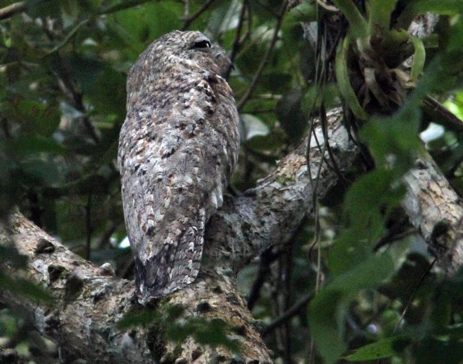 Примеры мимикрии у животных и растений