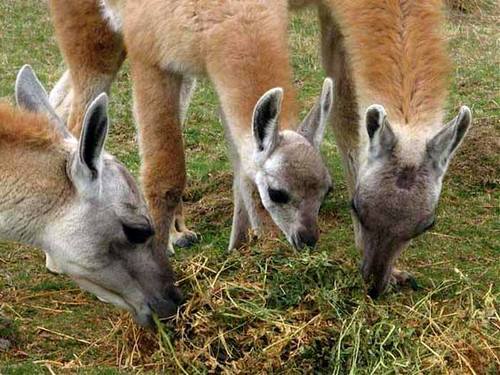 В какой стране встречается животное гуанако