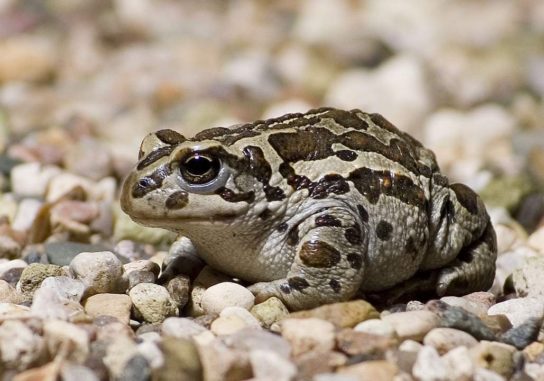 Образ жизни монгольской жабы