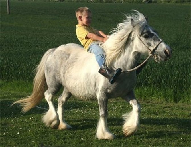 Обучение верховой езде