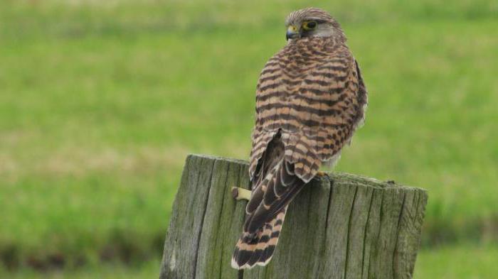 среда обитания и образ жизни обыкновенной пустельги