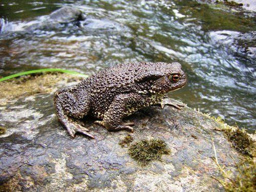 Животные урала занесенные в красную книгу, охраняемые растения Свердловской области