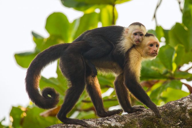 Обыкновенный капуцин