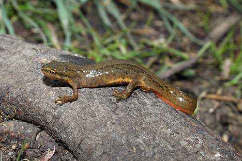 Животные урала занесенные в красную книгу, охраняемые растения Свердловской области