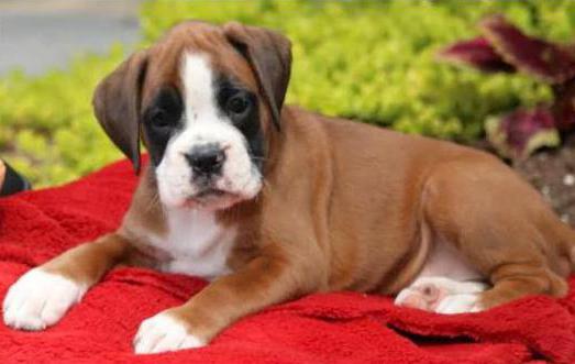 отзыв о немецком бульдоге