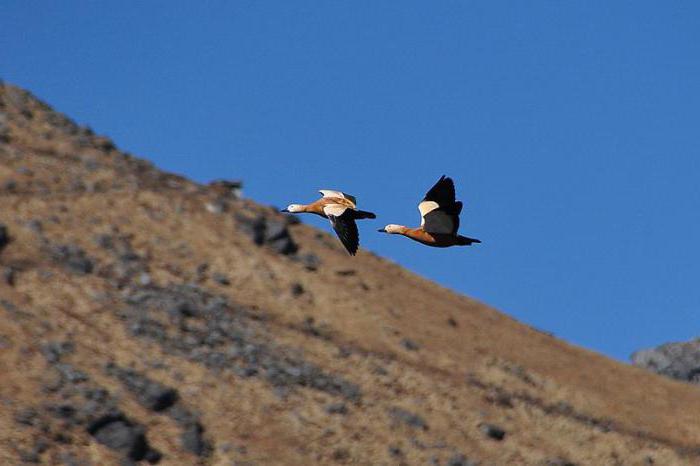 Огар или кряква