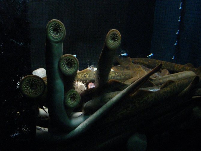 минога миноги подводная жизнь противные мужчины противные мужчины