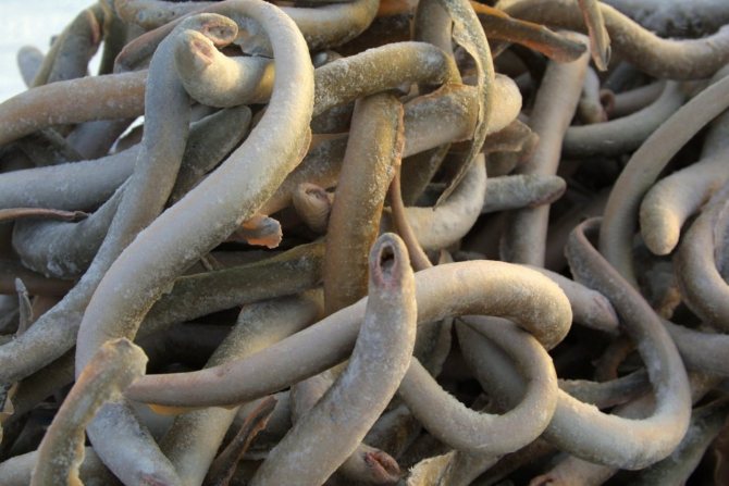 минога миноги подводная жизнь противные мужчины противные мужчины