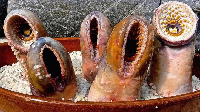 минога миноги подводная жизнь противные мужчины противные мужчины