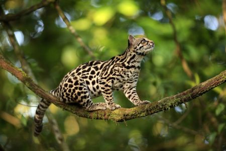 Охота и рацион онциллы