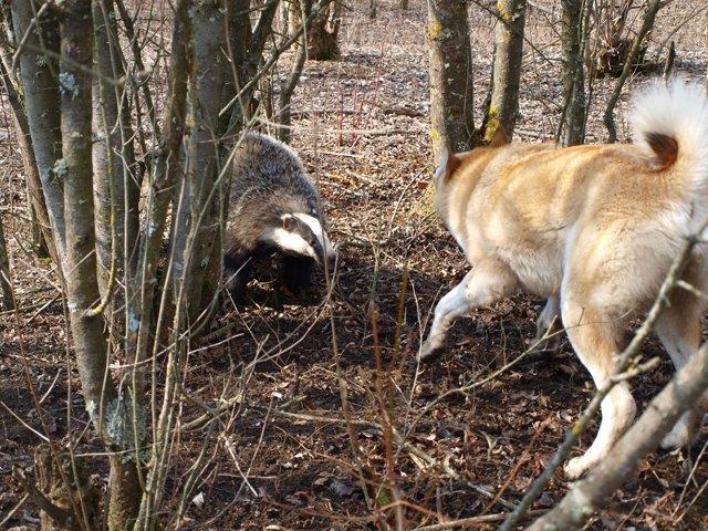 охота на барсука с лайками