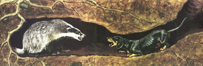 охота на барсука с норными