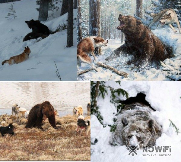 Охота на медведя в берлоге