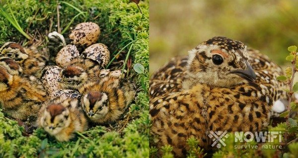 охота на рябчика осенью