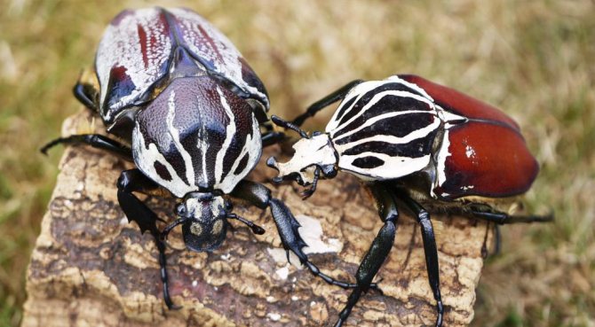 Голиафы имеют разные цвета