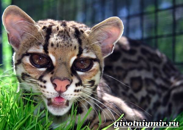Дикая кошка онцилла: описание внешности и характера, ареал обитания и образ жизни, размножение и численность вида