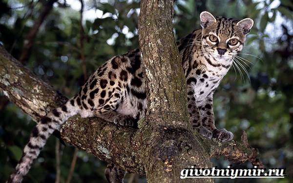 Дикая кошка онцилла: описание внешности и характера, ареал обитания и образ жизни, размножение и численность вида