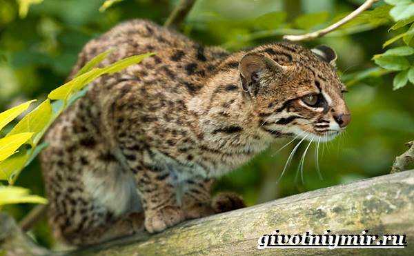 Дикая кошка онцилла: описание внешности и характера, ареал обитания и образ жизни, размножение и численность вида