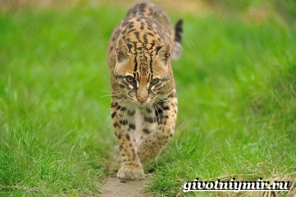 Дикая кошка онцилла: описание внешности и характера, ареал обитания и образ жизни, размножение и численность вида