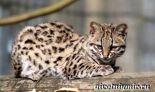 Дикая кошка онцилла: описание внешности и характера, ареал обитания и образ жизни, размножение и численность вида