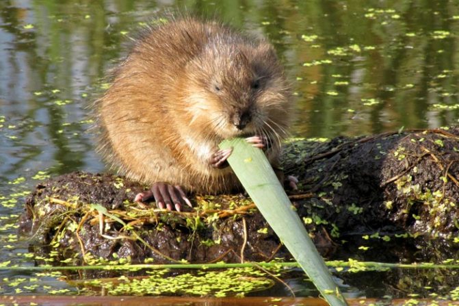 ондатра ест лист