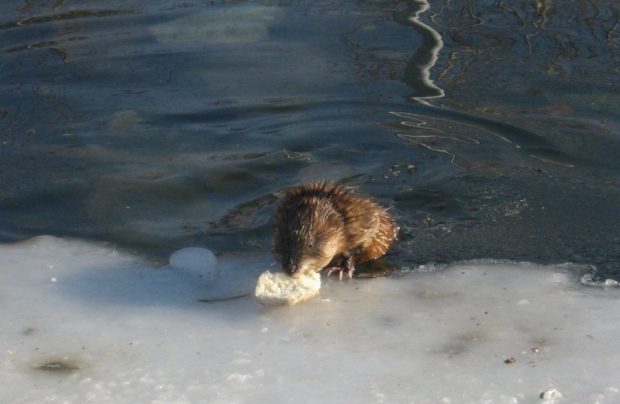 Как выглядит ондатра: описание животного и ареал обитания