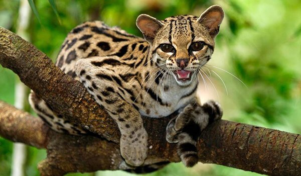 Дикая кошка онцилла: описание внешности и характера, ареал обитания и образ жизни, размножение и численность вида