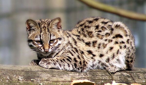 Дикая кошка онцилла: описание внешности и характера, ареал обитания и образ жизни, размножение и численность вида