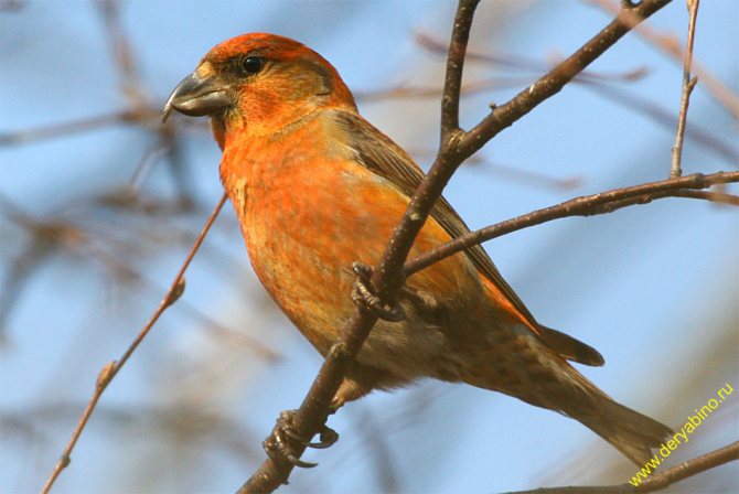 Описание клеста