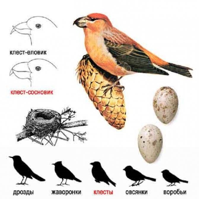 Описание клеста