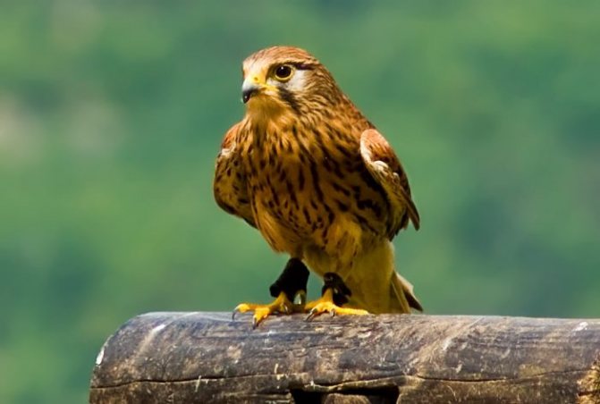 Описание фото пустельги