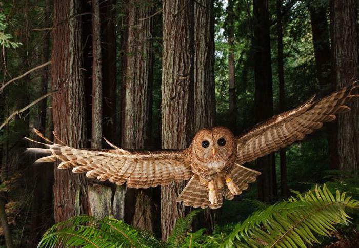 описание совы