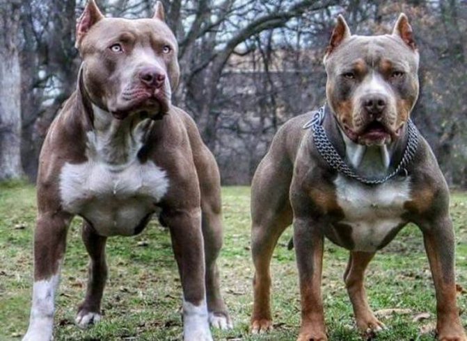 Американский бандог: описание породы и азы ухода за свирепым цепным псом