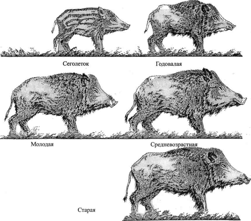 Дикий кабан - описание животного, где обитает, чем питается
