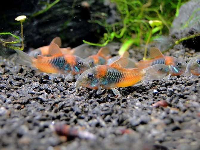 Коридорас Венесуэльский (Corydoras venezuelanus)